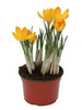 Krokus żółty w doniczce śr. 10,5 cm