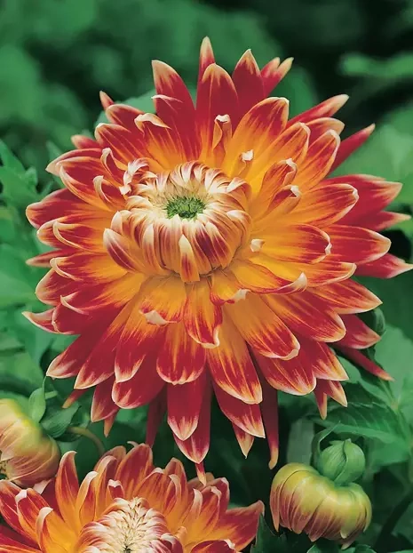 Dalia (Dahlia) 'Akita' 1 szt.