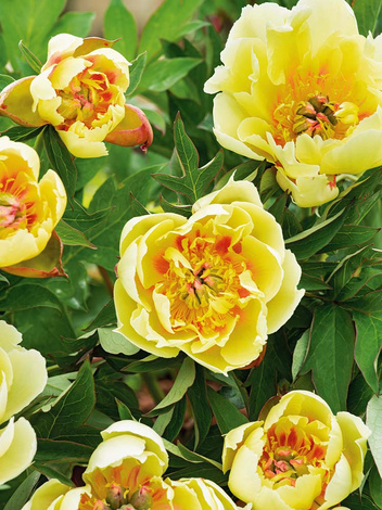 Piwonia ITOH (Paeonia) 'Border Charm'