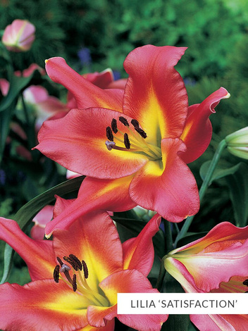 Lilia Drzewiasta Mix - 5 szt.