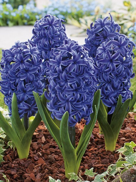 Hiacynt (Hyacinthus) 'Peter Stuyvesant' 2 szt.