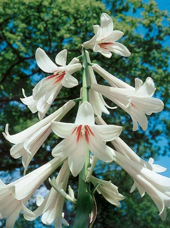 Lilia Himalajska (Cardiocrinum Giganteum)