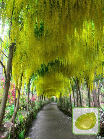 Złotokap Pospolity "Laburnum anagyroides"