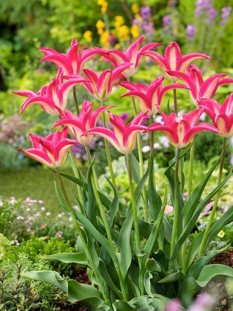 Tulipan Liliokształtny (Tulipa) 'Madalyn' 5 szt.