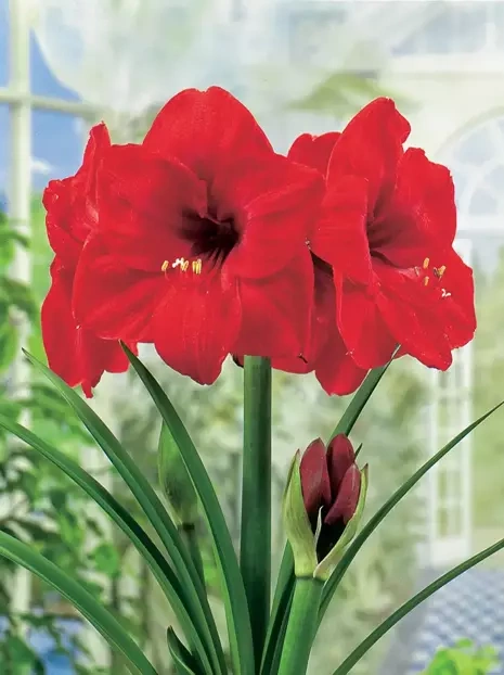 Zwartnica (Hippeastrum) 'Red Lion' cebulka XXL 1 szt.