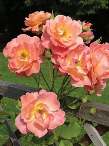 Róża Pnąca (Rosa) Herbaciana
