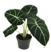Alokazja Black Velvet (Alocasia reginula black velvet)