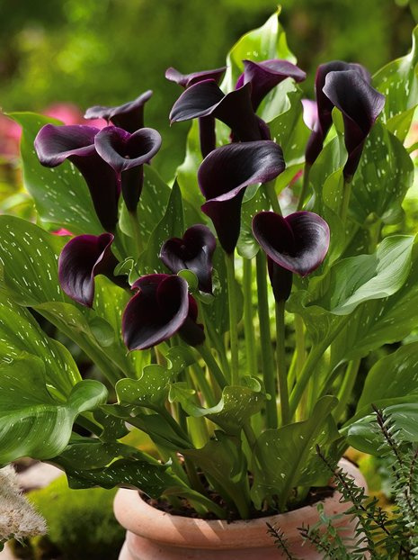 Kalia (Calla) ' Black Star'