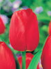 Zestaw Tulipany Triumph w Kolorach 25 szt.