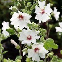Ślazówka "Lavatera" Barnsley Baby