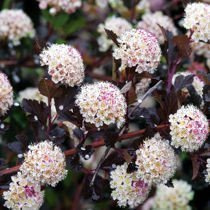 Pęcherznica (Physocarpus) - Krzew Ozdobny