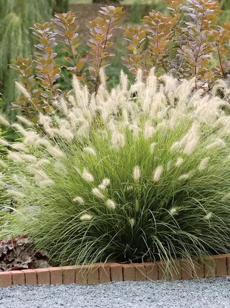 Rozplenica (Pennisetum alopecuroides) 'Hameln'