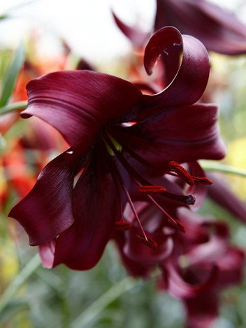 Lilia (Lilium) 'Night Flyer'