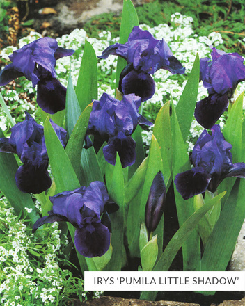 Zestaw Kosaćce 'Pumila'