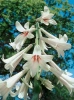 Lilia Himalajska (Cardiocrinum Giganteum)