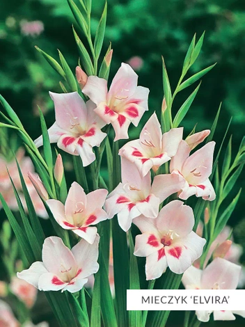 Zestaw Mieczyki Botaniczne