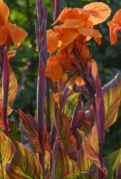 Paciorecznik (Canna) 'Phasion'