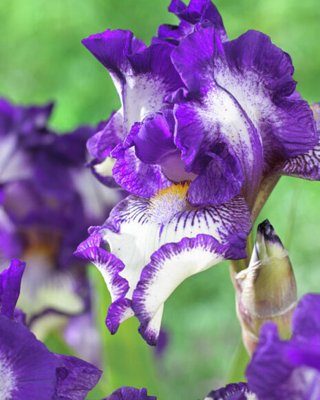 Irys bródkowy ( Iris germanica ) ' Stitched Beauty ' 1 szt.