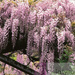 Wisteria Różowa (Wisteria floribunda) 'Honbeni'