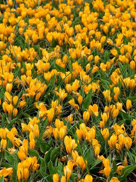Krokus (Crocus) 'Golden Yellow' 7 szt.