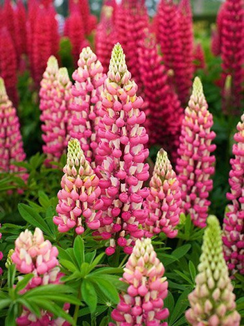 Łubin (Lupinus) Mix