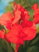 Paciorecznik Tani (Canna) 'City Of Portland' 1 szt.