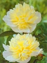Piwonia chińska (Paeonia lactiflora) 'Laura Dessert'