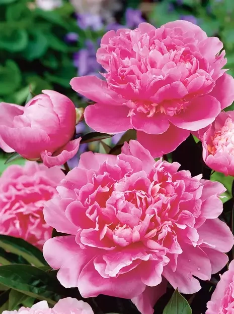 Piwonia chińska (Paeonia lactiflora) 'Edulis Superba'