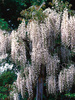 Wisteria Biała (Wisteria sinensis) 'Alba'