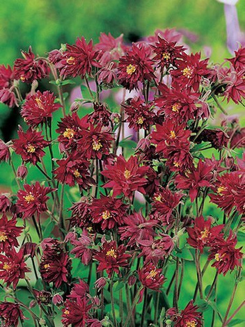 Orlik (Aquilegia) 'Ruby Port' 1 szt.
