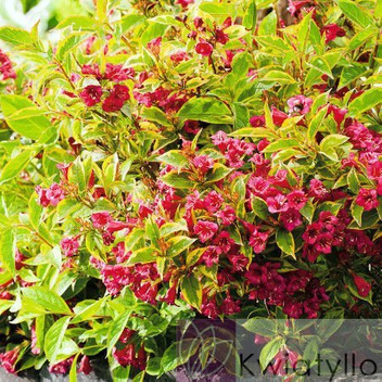 Krzewuszka (Weigela) - Krzew Ozdobny