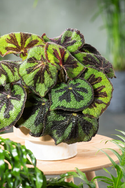 Begonia Masoniana Mountain (Begonia Masoniana Mountain)