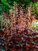 Żurawka (Heuchera micrantha) 'Palace Purple'