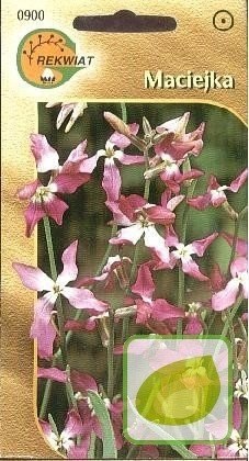 Nasiona Maciejka