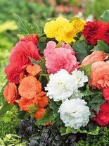 Zestaw Begonie Olbrzymie +