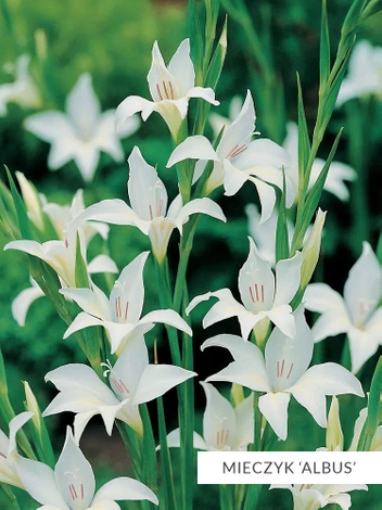 Zestaw Mieczyk Botaniczny 25 szt.