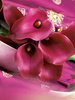 Kalia (Calla) 'Allure' 1 szt.