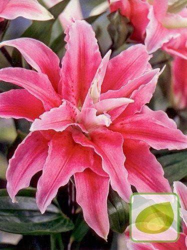 Lilia (Lilium) Distant Drum