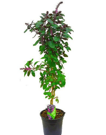 Bazylia Ozdobna Drzewko w Doniczce 80 cm wysokości