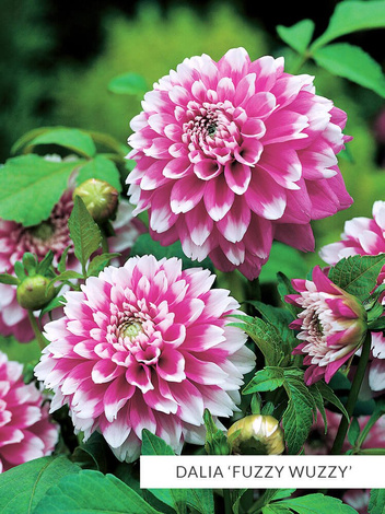 Zestaw Dalie Strzępiaste