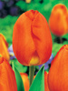Zestaw Tulipany Triumph w Kolorach 25 szt.