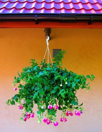 Fuksja Zwieszająca DUŻA KWITNĄCA SADZONKA w Doniczce 60 cm wysokości