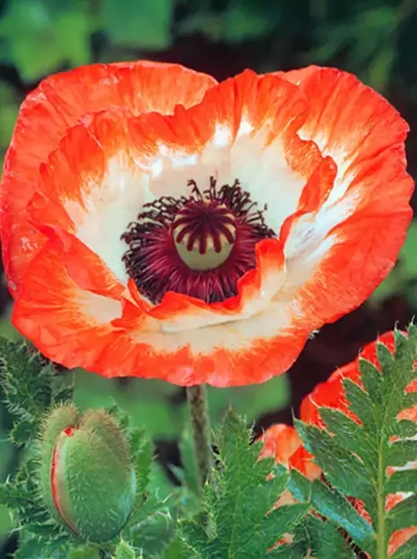 Mak (Papaver orientale) 'Orange Picotie'