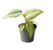 Filodendron Gloriosum (Philodendron Gloriosum)