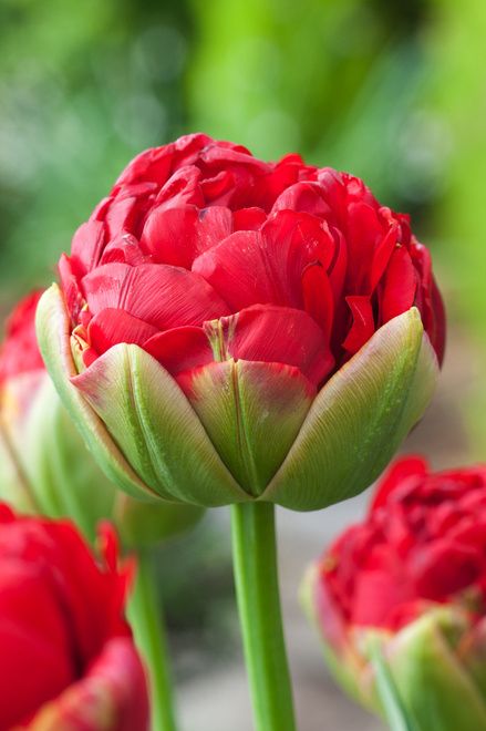 Tulipan Pop Up Red
