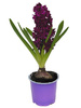 Hiacynt purpurowy w doniczce śr. 9 cm