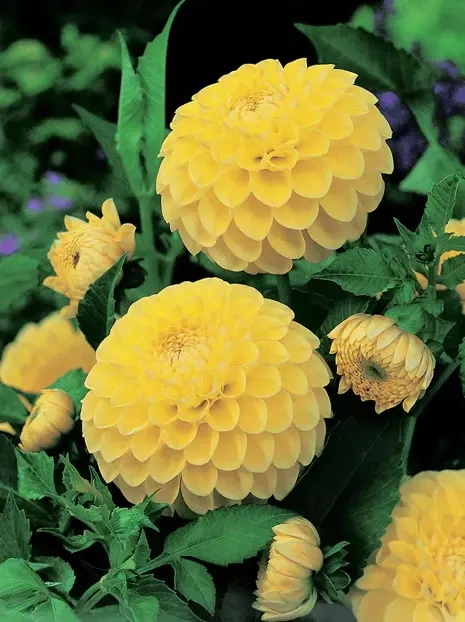 Dalia (Dahlia) 'Jowey Martina'