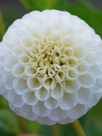 Dalia (Dahlia) 'Snowflake'