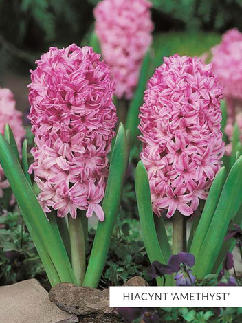 Zestaw PROMOCYJNY Hiacynty 30 szt.