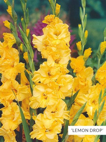 Zestaw Mieczyki Wielkokwiatowe